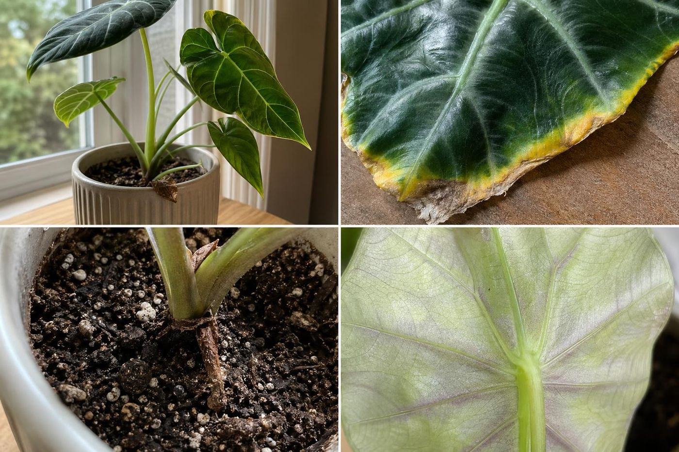 Four close-up plant diagnosis photos showing leaves, soil, and plant condition details.